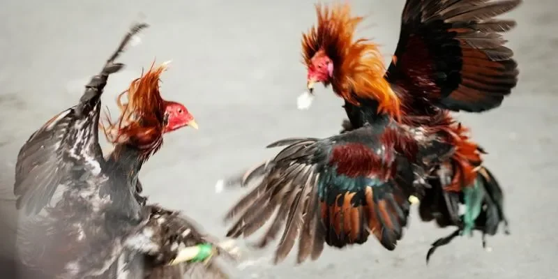  Vin88 cam kết sẽ luôn bảo vệ quyền lợi của người chơi 